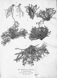 Ramalina calicaris image